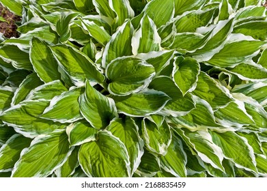 Hosta Is A Genus Of Perennial Herbaceous Plants Of The Asparagus Family