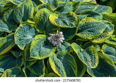 Hosta Is A Genus Of Perennial Herbaceous Plants Of The Asparagus Family