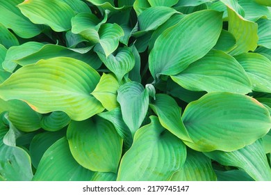 Hosta Is A Genus Of Perennial Herbaceous Plants In The Asparagus Family.