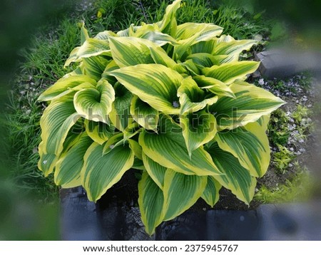 
Hosta is a genus of plants commonly known as hostas, lilies, Asparagaceae, Agavoideae, lilioid monocots.
Long, slender, heart-shaped leaves Some species also have yellow color 
along the edge.