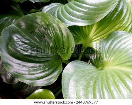 Hosta is a genus of plants commonly known as hostas, plantain lilies and occasionally by the Japanese name gibōshi. Hostas are widely cultivated as shade-tolerant foliage plants.