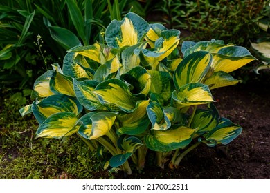 Hosta Gold Standard In Garden