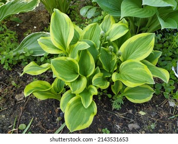 Hosta 'Golden Tiara' with yellow and green leaves in the garden