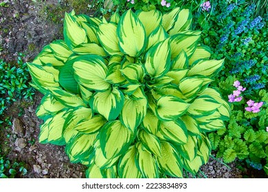 hosta a green flower bed on a beautiful sunny spring day. background for designers, artists, computer desktop - Shutterstock ID 2223834893