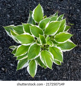 Hosta With Green Leaves With Black Mulch.