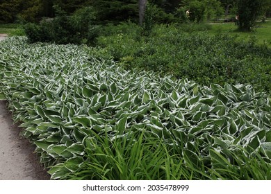 Hosta Growing In A Botanical Garden.