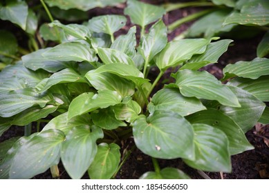 Hosta Invincible is a medium Hosta and grows in shade
