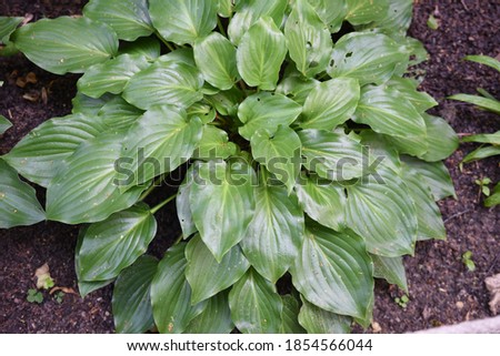 Hosta Invincible is a medium Hosta and grows in shade