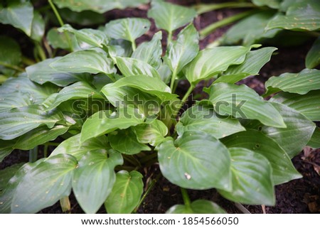 Hosta Invincible is a medium Hosta and grows in shade