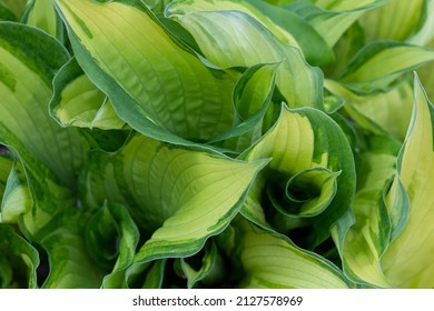 Hosta (Latin Hosta) is a perennial herbaceous plant of the Asparagus family	