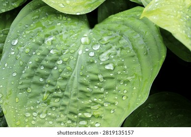 Hosta leaf with drops after rain on a summer day in the garden - horizontal color photo, close-up