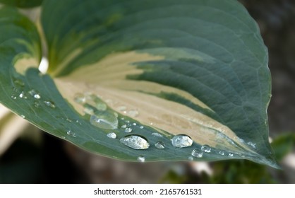 Hosta Leaf With Raindrops, Macro