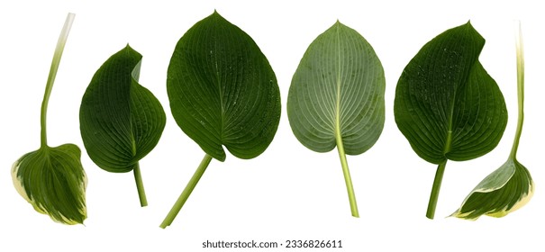 Hosta leaves, green tropical plants on white background - Powered by Shutterstock