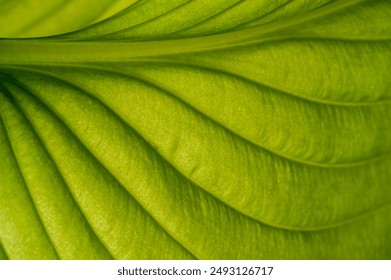 Hosta leaves have intricate veining and create a stunning display in the garden. A green masterpiece that will leave you breathless Feel the envy of these exquisite hosta plants - Powered by Shutterstock