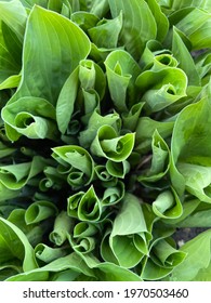 Hosta Leaves Opening After Winter