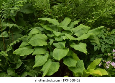 Hosta Major Tom In The Garden