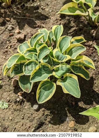 Hosta 'Mighty Mouse. Dense bluish leaves with a wide yellow border turn gray by mid-summer, and the border becomes white. Bright color contrast is maintained even in hot summer.
