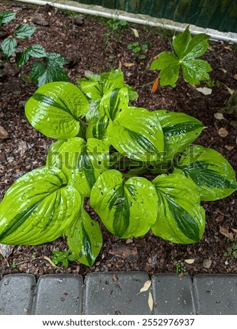 Hosta "Moon Split. Dark center and very wide light edges. Leaves are round. An exceptionally elegant and attractive variety.
