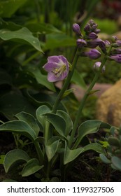 Hosta Mouse Ears