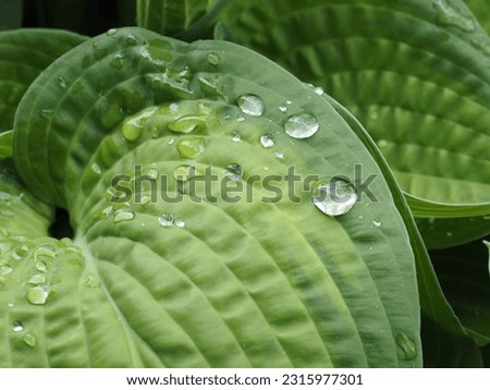 
Hosta 'Paradigm' leaves after the rain.

Scientific name: Hosta.
Family: Asparagaceae.
Subfamily: Agavoideae.
Order: Asparagales.
Kingdom: Plantae.
