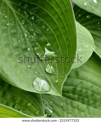 Hosta 'Paradigm' leaves after the rain.

Scientific name: Hosta.
Family: Asparagaceae.
Subfamily: Agavoideae.
Order: Asparagales.
Kingdom: Plantae.