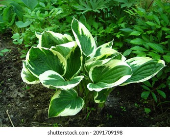 Hosta 'Patriot' grows in a flower bed in early June.