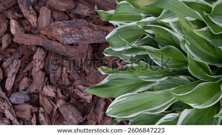 Hosta. Pine or larch bark mulching. Soil moisture protection Weed suppression