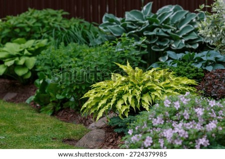 Hosta Pineapple upsidedown in landscape design. Hosta is a plant for a shady garden