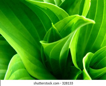 Hosta Plant - Powered by Shutterstock