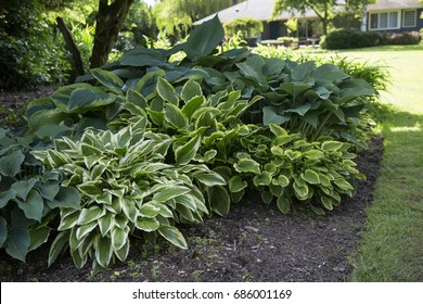 Hosta Plant Mix, Green, White, Blue, and Yellow Foliage, Soil Ground,  Out of Focus Lawn /House Background, Daytime