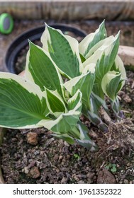 Hosta Plant In Pot Growing Back After Winter