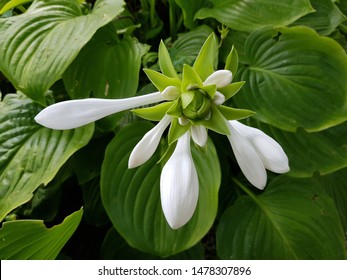 TÌNH YÊU CÂY CỎ ĐV4 - Page 55 Hosta-plantaginea-flower-asparagaceae-family-260nw-1478307896