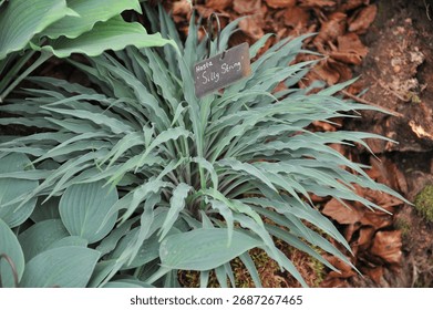 Hosta Silly String with blue-green twisted leaves grows on an exhibition in May
