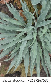 Hosta Silly String with blue-green twisted leaves grows on an exhibition in May