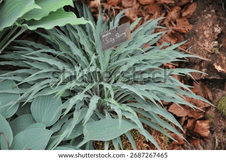Hosta Silly String with blue-green twisted leaves grows on an exhibition in May