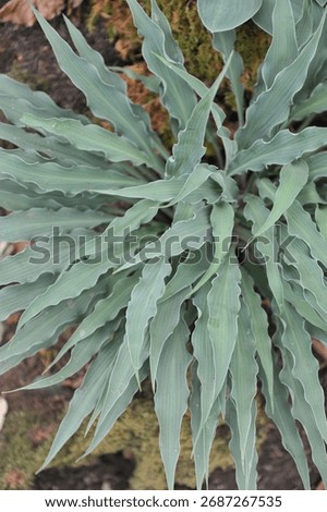 Hosta Silly String with blue-green twisted leaves grows on an exhibition in May
