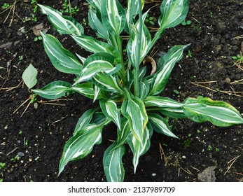 Hosta 'Snake Eyes', blue-green-white leaves in summer garden