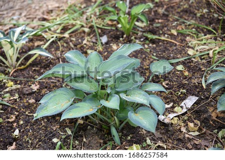 Hosta sort Paradise Joyce is a medium Hosta that has lavender flowers and grows in sun/shade
