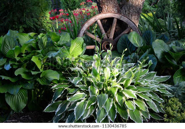 Hosta Undulata Albomarginata Garden Design Nature Parks Outdoor