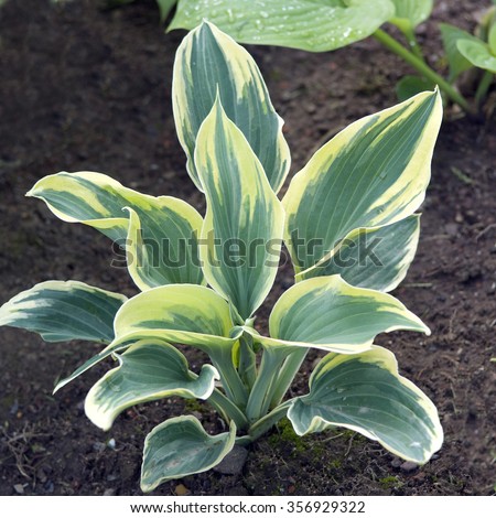 Hosta X Fortunei; Moerheim