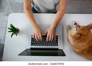 Hostess Of Funny German Is Typing Text Of Letter On Laptop In Home Office, Dog Lies Nearby And Watches Woman. Owner Of Freelance Dog Works While Sitting At Home, Cactus Is Standing Nearby On The Table