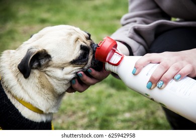 The Hostess Is Giveing To Drink A Pug Dog From A Bottle On The Street. Hot Weather. Thirst