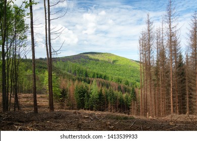 Hostyn Hills. A clearing along the bark beetle forest. Moravia. Europe.