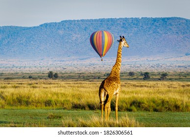 Hot Air Ballon In Masai Mara With Animal 