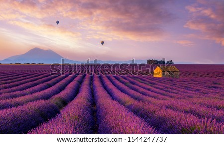 hot air ballon over lavender fields