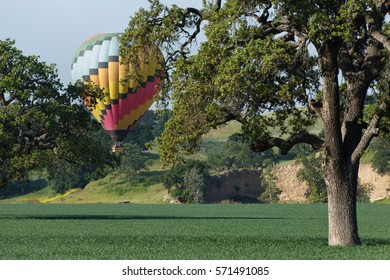 Hot Air Ballon Rising From Behind Golden Oak Trees On California Central Coast Winery Grounds