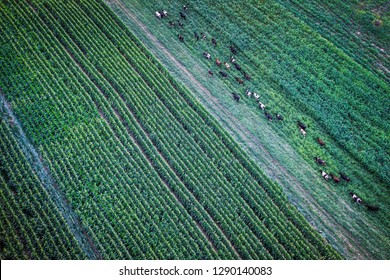 Hot Air Ballon View Fields And Rural Areas Gold Coast Queensland Australia