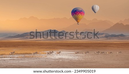 Hot air balloon flying over African savannah - Amazing Zebras running across the African savannah - Etosha National Park, Namibia