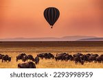 Hot Air Balloon Sunrise viewing wildebeest wildlife animals while grazing on hilly wilderness grassland savannah in the Maasai Mara National Game Reserve Park Narok County Great Rift Valley Kenya East
