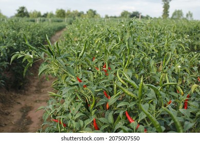 7,228 Red Chilli Field Images, Stock Photos & Vectors | Shutterstock